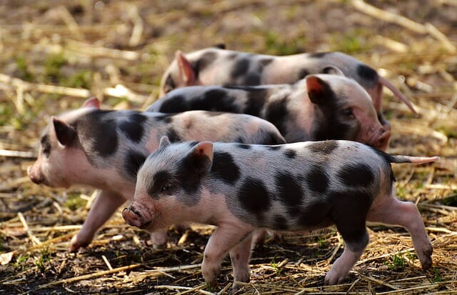 7 Common Myths About Raising Backyard Pigs