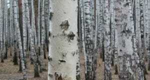 How To Make Pancake Syrup … From Birch Trees
