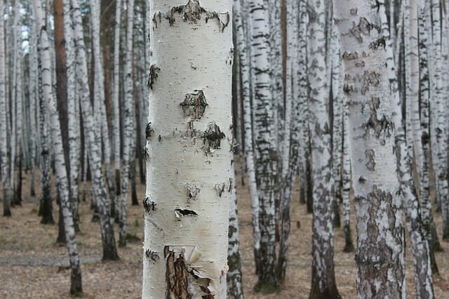 How To Make Pancake Syrup … From Birch Trees