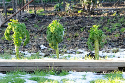 Cold-hardy vegetables