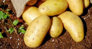 8 Fun Facts About Potatoes