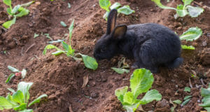 How To Keep Rabbits From Eating Everything In Your Garden