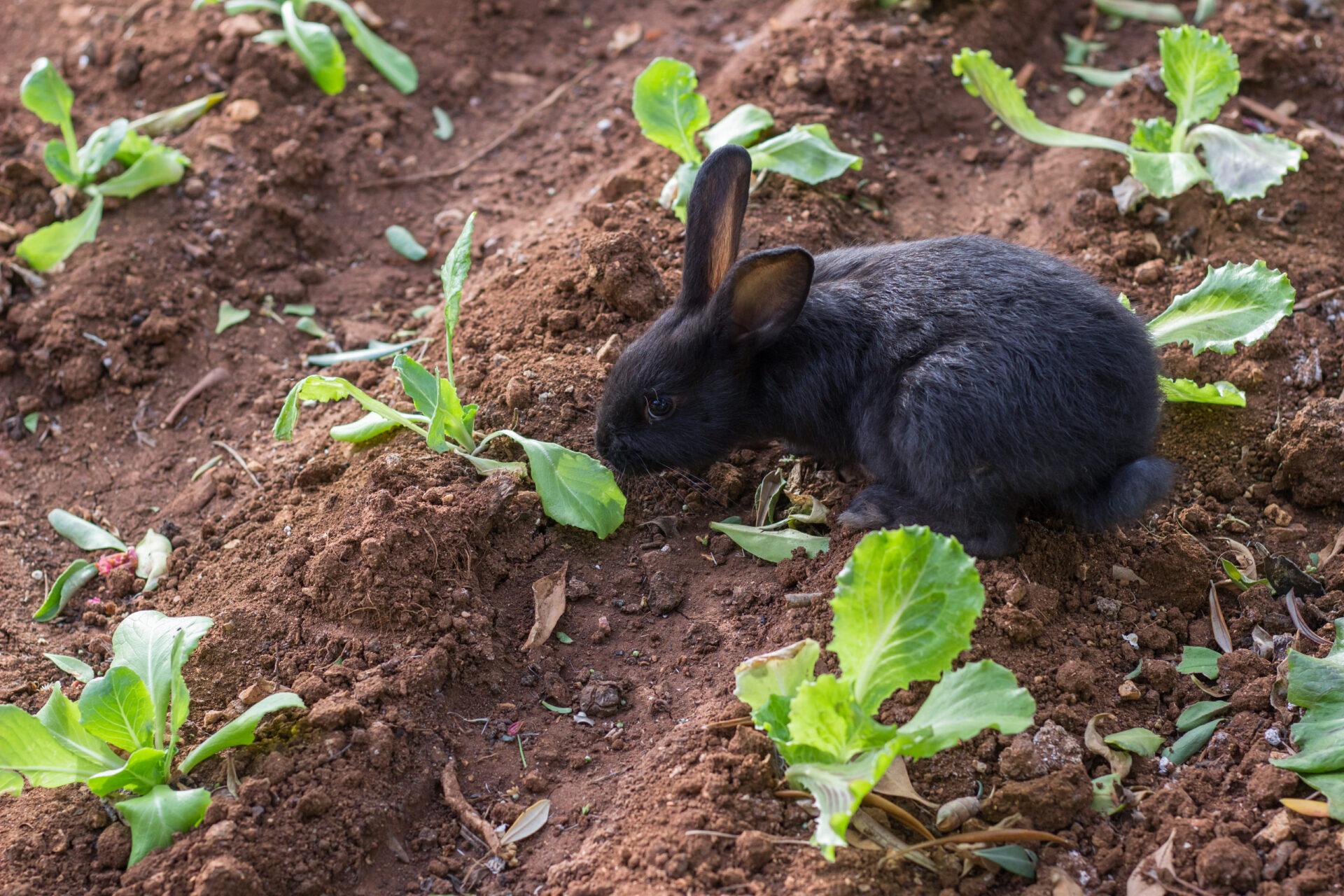 How To Keep Rabbits From Eating Everything In Your Garden