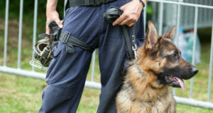 Cops Threaten To Kill All K-9 Dogs If Pot Is Legalized