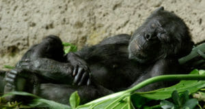Chimpanzee Nests Healthier And Cleaner Than Human Beds New Study Reveals