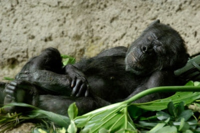 chimpanzee nests