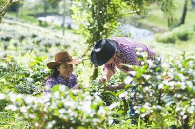 using wild plants for teas