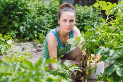 backyard potato pharmacy