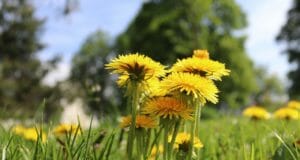 Don’t Kill Those Dandelions! 10 Ways You Can Use Them  