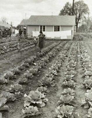 victory garden