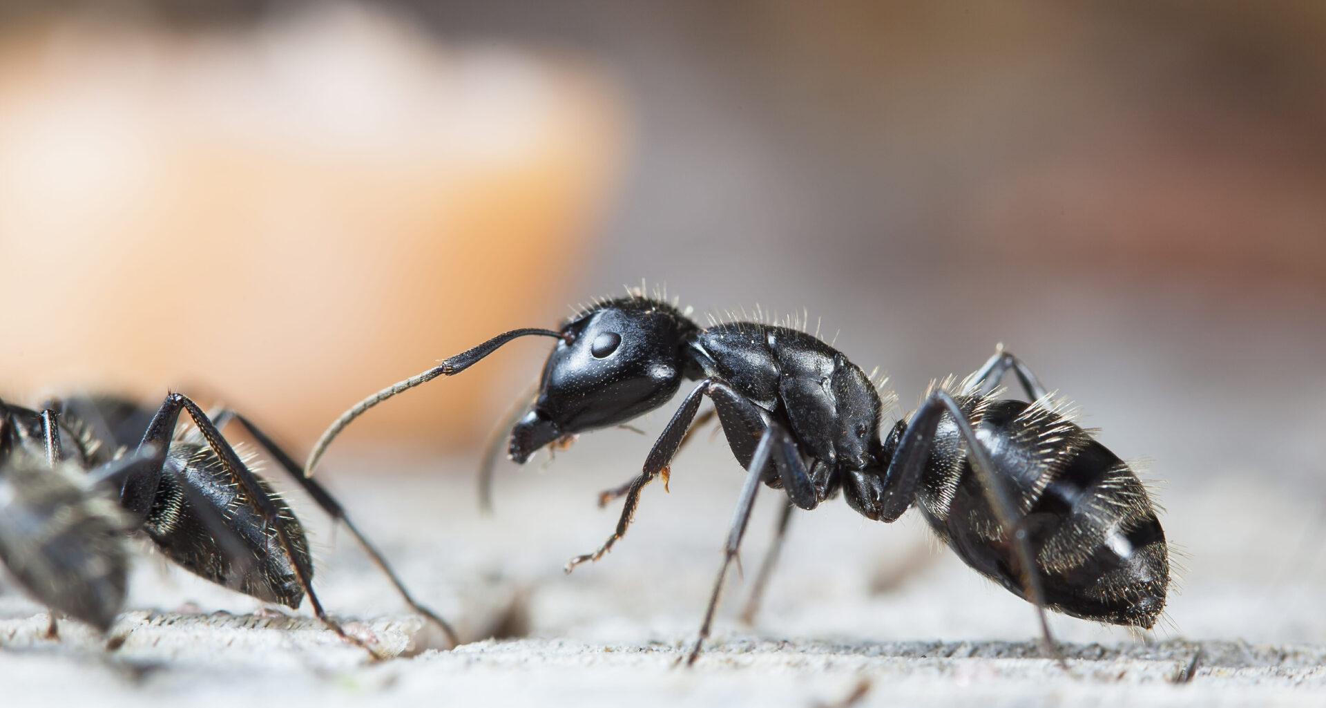 Getting Rid Of Ants 11 All Natural Ways To Get Rid Of Ants In Your