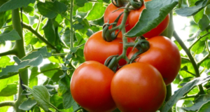 High Yield Vegetables Your Summer Garden Needs