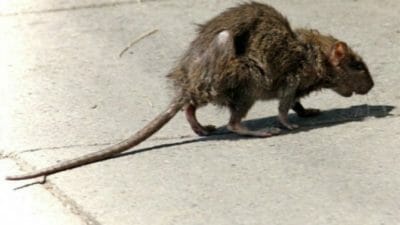 plague of rats