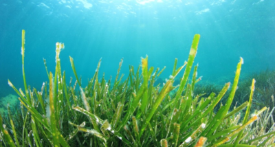 benefits of seaweed
