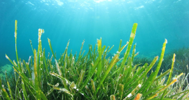 The Benefits Of Seaweed As A Garden Fertilizer