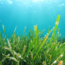 The Benefits Of Seaweed As A Garden Fertilizer