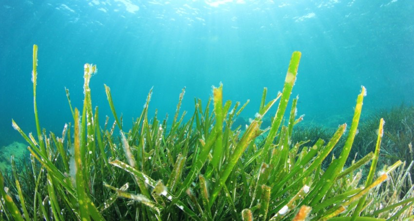 Super Garden! The Many Benefits Of Seaweed As A Garden Fertilizer ...
