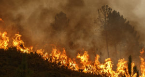 Crucial Tips For Surviving A Forest Fire