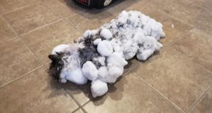 Left Fur Dead: Fluffy The Frozen Cat Brought Back To Life In Montana