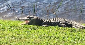 Bonita Springs golf course gator jumps up, catches ball, golfer says