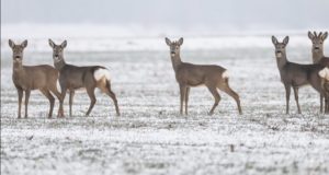 Now in 24 States, ‘Zombie Deer’ Disease Could Spread to Humans