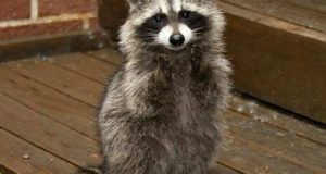 Guardians Of The Galaxy Raccoon Movie Star Dies After Short Illness