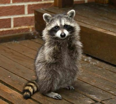raccoon movie star