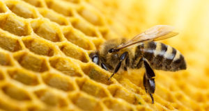 Bee Apocalypse Threatens The Food Supply
