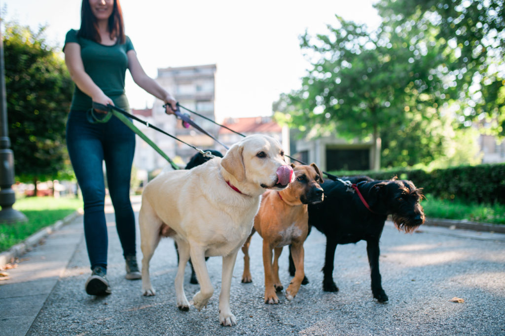 Even Dog Walking Is Racist In Washington D.C. Now Off