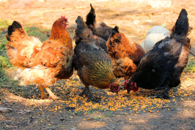 low cost chicken feeds
