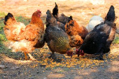 low cost chicken feeds