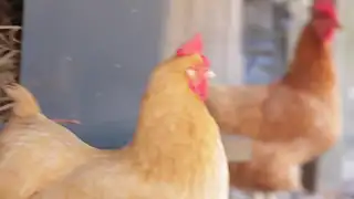 5 Deadly Mistakes To Avoid When Raising Chickens