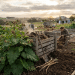 Before You Rip Out That “Useless Weed”… Read This: The Liver-Cleaning, Skin-Clearing Powerhouse Growing Beside Your Compost Pile