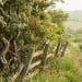 The Forgotten Craft of Living Fences