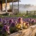 That “Weed” In Your Garden Is Actually A Medicinal Goldmine