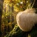 What The Brand New Research Says About Lion’s Mane