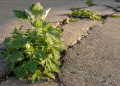 SHOCKING DISCOVERY: Weed Growing In Sidewalk Cracks Has 5X More Magnesium Than Anything At The Health Food Store