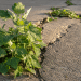 SHOCKING DISCOVERY: Weed Growing In Sidewalk Cracks Has 5X More Magnesium Than Anything At The Health Food Store