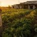 The Fertilizer Bomb Is About To Detonate Our Grocery Bills… Here’s The Way Out