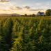 Scientists Just Found That Inhaled CBD Slows Alzheimer’s