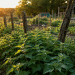 Stop Spraying Nettles!