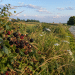How to Turn Brambles and Backroads Into The Healthiest ‘Grocery Aisle’ You’ve Ever Shopped