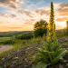 A Homestead Weed That Waits A Century For Its Moment