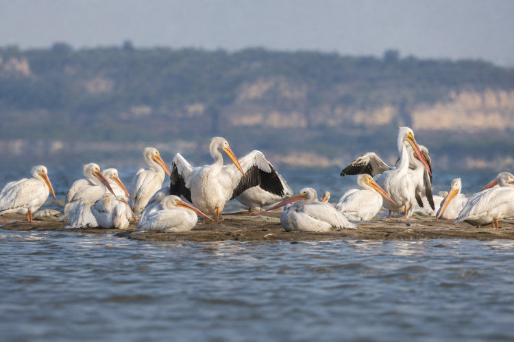 American White Pelicans On Migration Layover