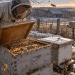 The “Little Magnetic Disc” That Saved A Beekeeper’s Winter