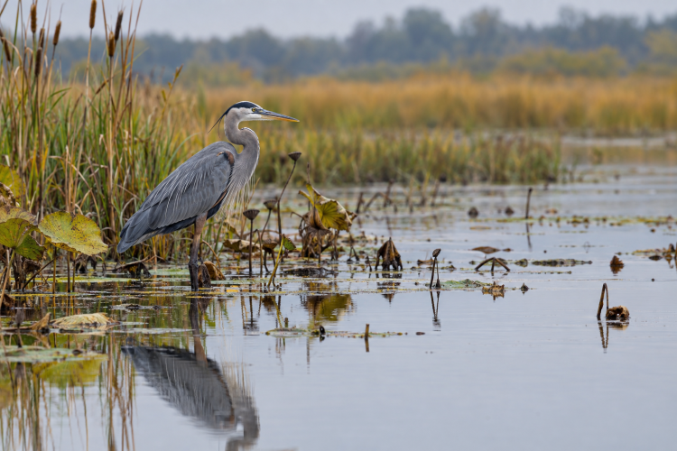 Great Blue Heron In His Element