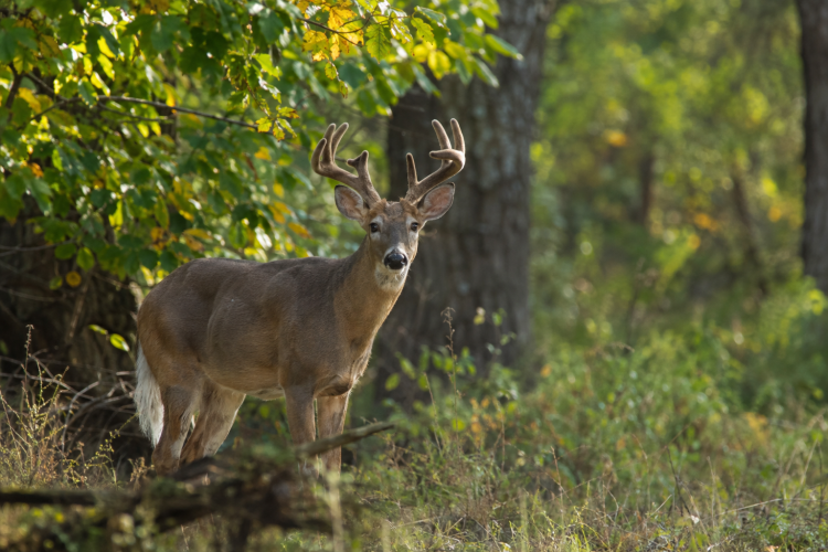 Nice White-Tailed Buck, Velvet Freshly Rubbed Off