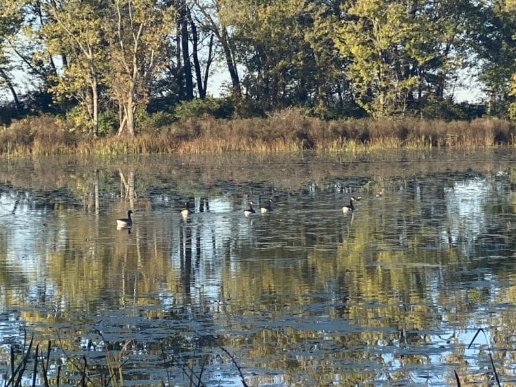 Beautiful Fall Morning By My Cabin