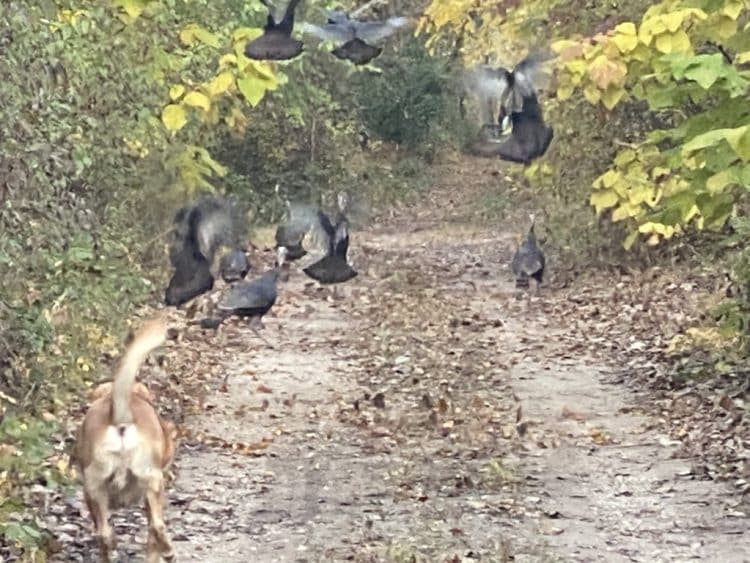 Ollie “Bumps” A Few Turkeys On The Way Into Work