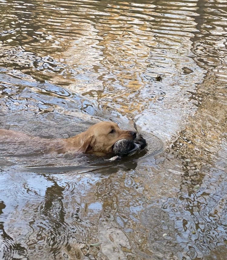 October Brings Duck Season, Ollie Can't Wait!